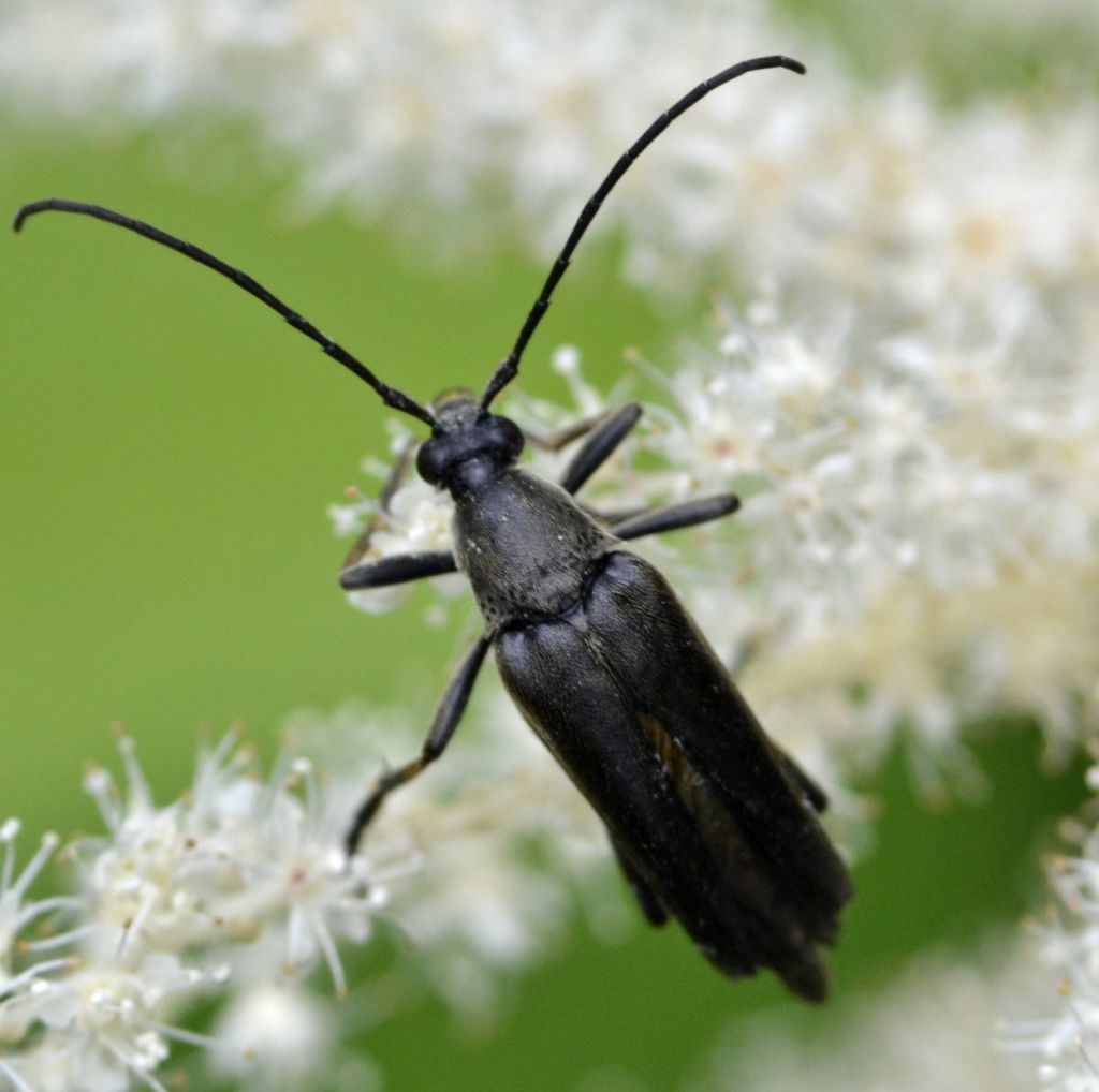 Pedostrangalia (Etorofus) pubescens